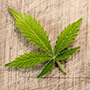Vortrag: Cannabis